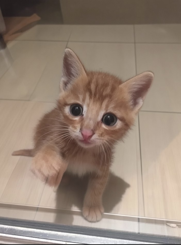 果果，一只橘猫幼崽仰头看向镜头